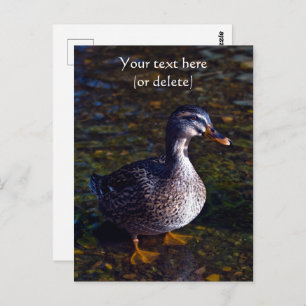 Carte postale Mallard Duck