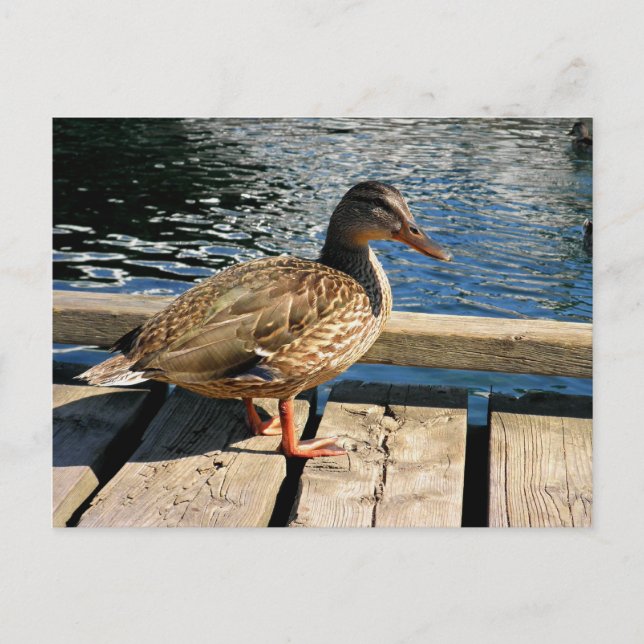 Carte Postale Mallard Duck (Devant)