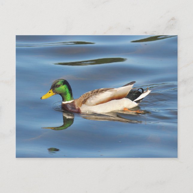 Carte Postale Mallard Duck (Devant)