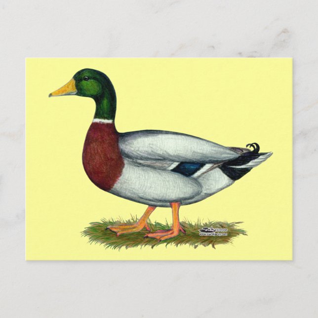 Carte Postale Mallard Duck Drake (Devant)