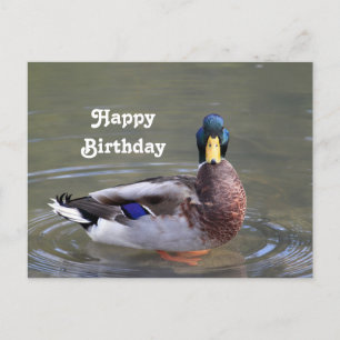 Carte Postale Mallard Duck Drake Water Photo Anniversaire
