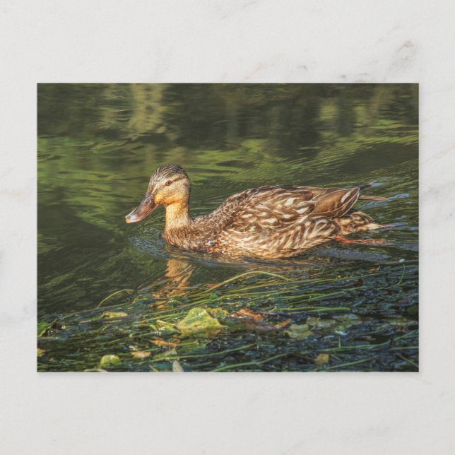 Carte Postale Mallard Duck (femelle) (Devant)