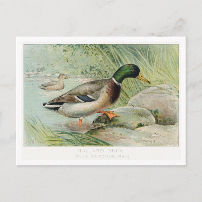 Carte postale Mallard Duck Vintage Illustration (Devant)