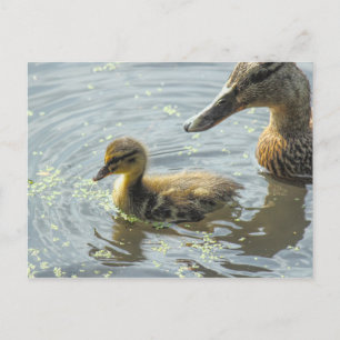 Carte Postale Mallard Duckkling avec sa Mère,
