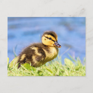 Carte Postale Mallard Duckling
