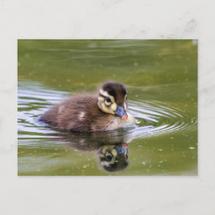 Carte Postale Mallard Duckling