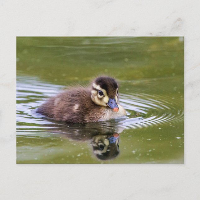 Carte Postale Mallard Duckling (Devant)