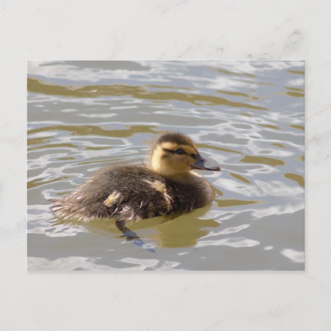 Carte Postale Mallard Duckling (Devant)