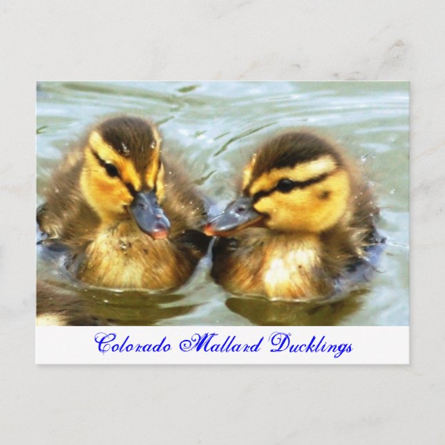 Carte Postale Mallard Ducklings (Devant)