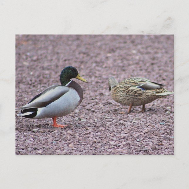 Carte postale Mallard Ducks (Devant)