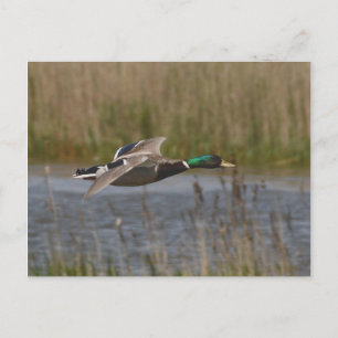 Carte postale Mallard en vol