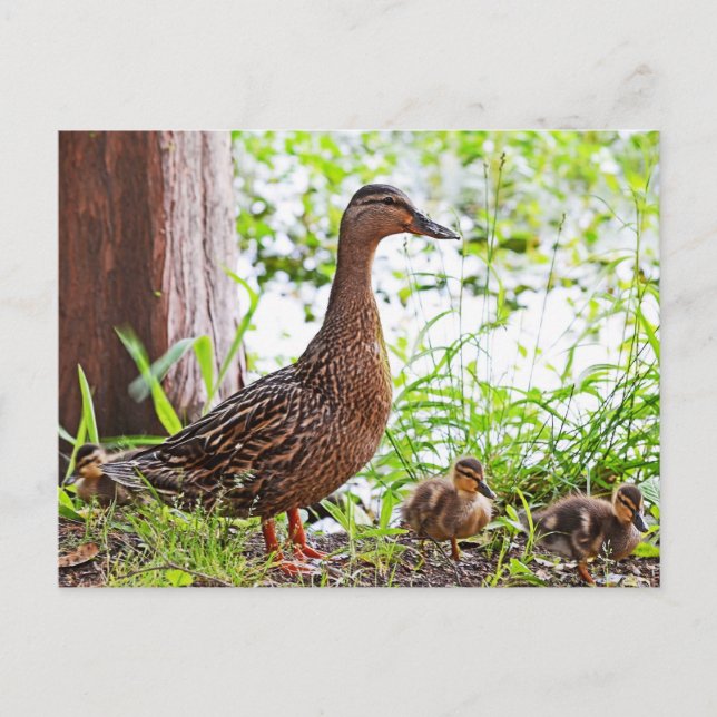 Carte Postale Mallard et Ducklings par Shirley Taylor (Devant)
