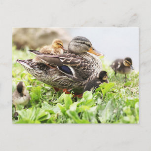 Carte Postale Mallard Féminin Entouré De Colliers