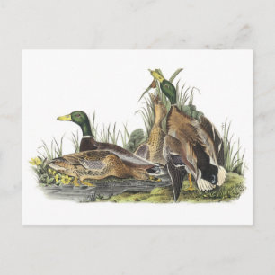 Carte Postale Mallard par Audubon