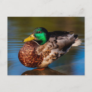 Carte postale Mallard Portrait