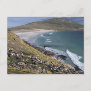 Carte Postale Malouines, Falkland Ouest, Saunders