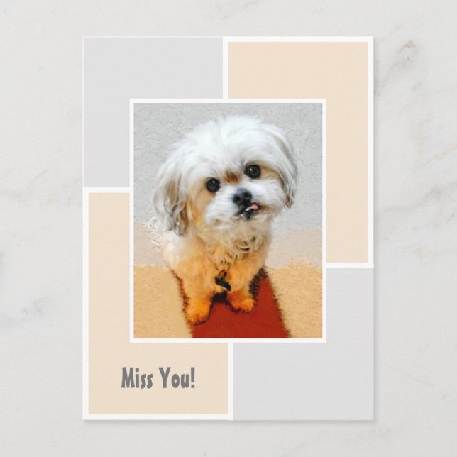 Carte postale Malshi Dog Miss You (Devant)