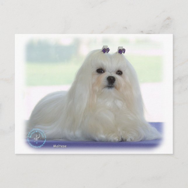 Carte Postale Maltais (Devant)