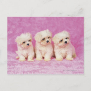 Carte Postale Maltese Dog ; est une petite race de chien blanc q