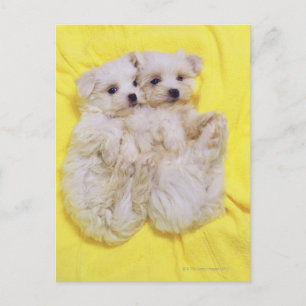 Carte Postale Maltese Dog; est une petite race de chien blanc qu