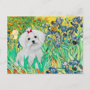 Carte Postale MALTESE pup - Irises