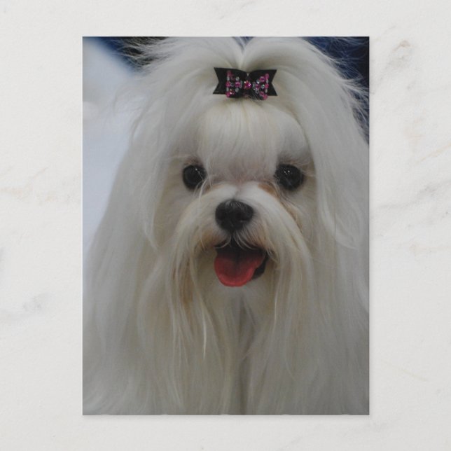 Carte postale Maltese Puppy (Devant)