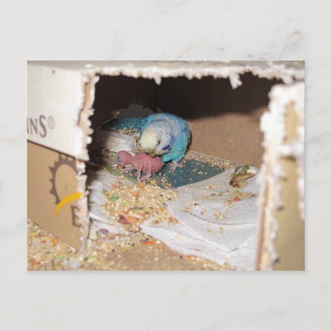 Carte Postale Mama Dexter Et Bébé Rufus (Devant)