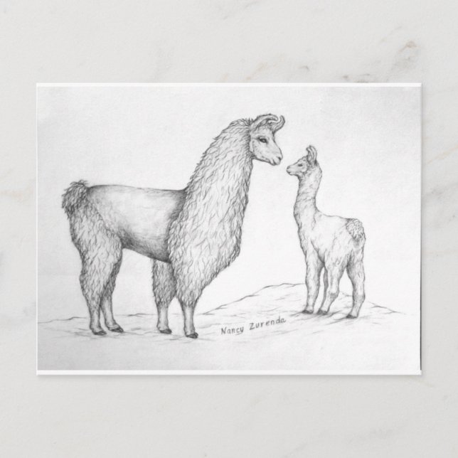 Carte Postale Mama Llama et Cria (Devant)
