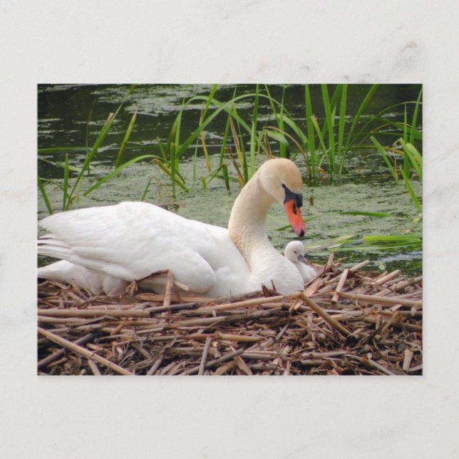 Carte Postale Mama Swan et Baby Postcard (Devant)
