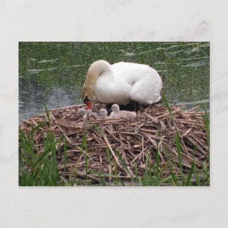 Carte postale Mama Swan Tending to Cygnets (2)