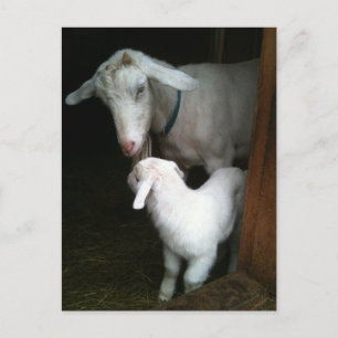 Carte postale Maman avec Baby Chèvre