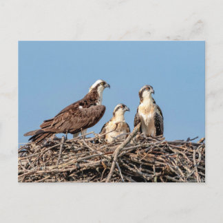 Carte Postale Maman balbuzard avec ses enfants