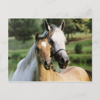 Carte Postale Maman & Colt