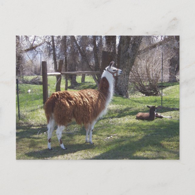 Carte Postale Maman de lama et lama de bébé (Devant)