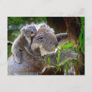 Carte Postale Maman et Baby Koalas