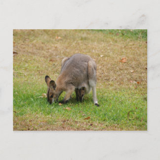 Carte Postale Maman et bébé joli face Wallaby