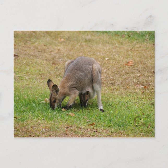 Carte Postale Maman et bébé joli face Wallaby (Devant)