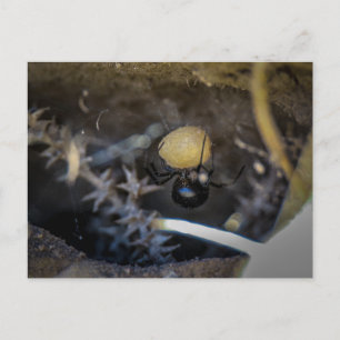 Carte Postale maman noire