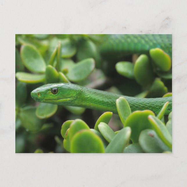Carte Postale Mamba vert de l'Est (Dendroaspis Angusticeps) (Devant)