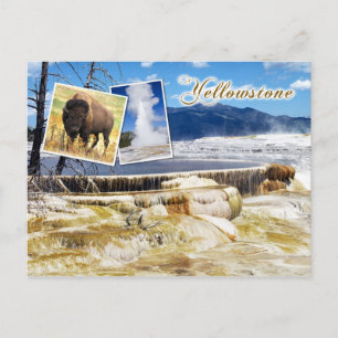 Carte Postale Mammoth Hot Springs, parc national Yellowstone