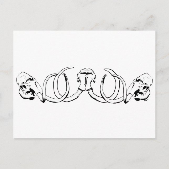 Carte postale Mammoth Skull (Devant)