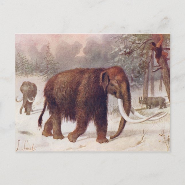Carte Postale Mammouth laineux Antique animale préhistorique Imp (Devant)