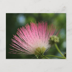 Carte Postale Mamosa