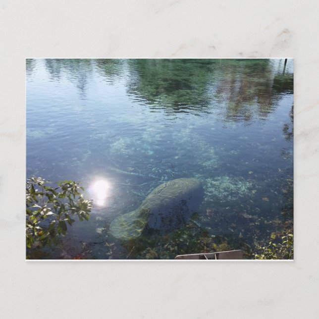 Carte Postale Manate Dans Crystal River, FL (Devant)