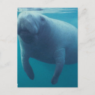 Carte postale Manatee