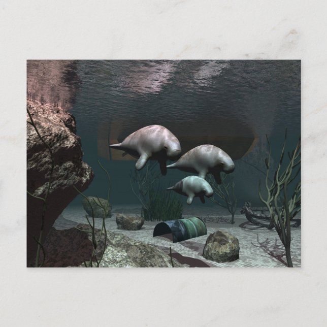 Carte postale Manatee (Devant)