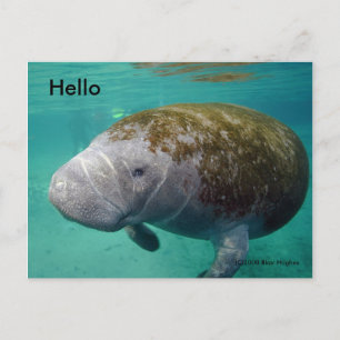 Carte Postale Manatee Up fermer 0258 "Hello" Post Card