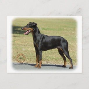 Carte Postale Manchester Terrier