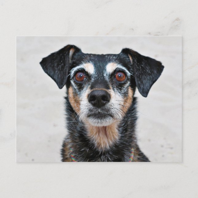 Carte Postale Manchester Terrier X - Jordanie - Derr (Devant)