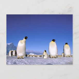 Carte Postale Manchot   Antarctique, péninsule Antarctique